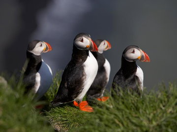 Four puffins sitting on a grassy cliff in the Westfjords, Iceland