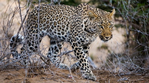 Sabi Sand Game Reserve