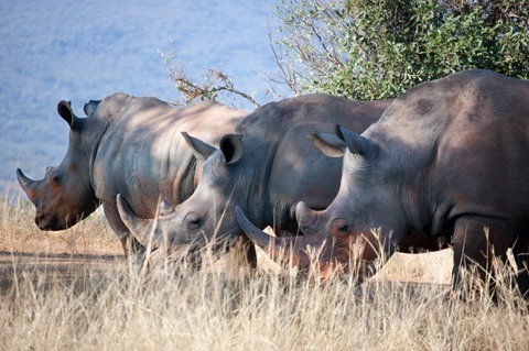 Africa Guided Group Journeys