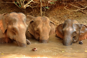 Temples, Tribes & Wildlife