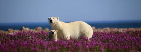 Manitoba's Bears & Eastern Canada Highlights
