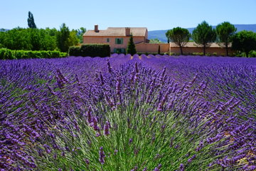Small French rural house in blooming lavender fields, French Riviera, France