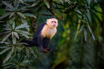 White-faced Capuchin in forest, Costa Rica