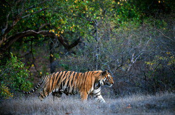 Wildlife & Natural Wonders of India