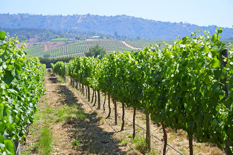 Winelands