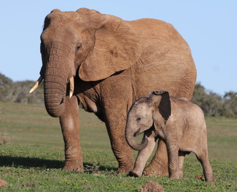 Addo Elephant National Park