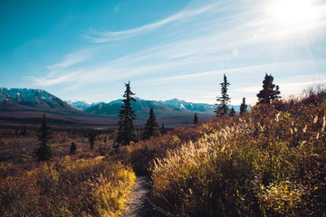 Denali Tundra Wilderness Tour