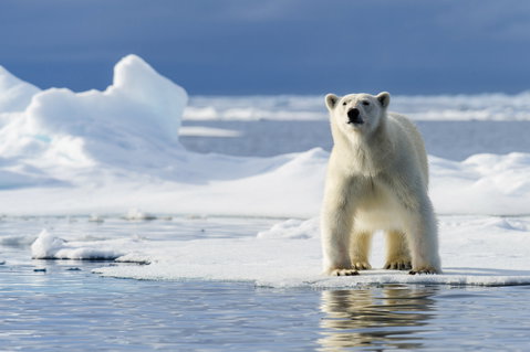 Svalbard Discovery