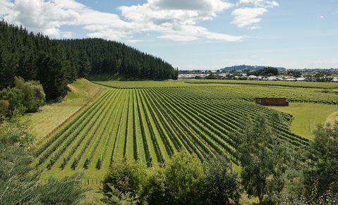 Hawke’s Bay & Napier