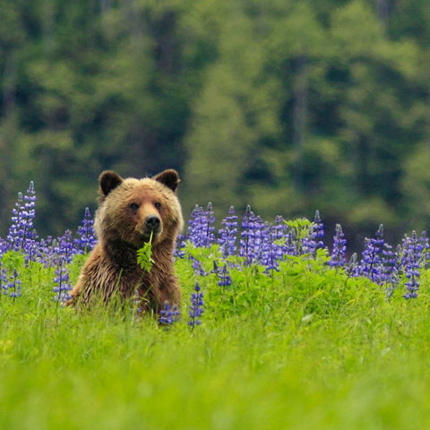 Wilderness & Wildlife Resorts