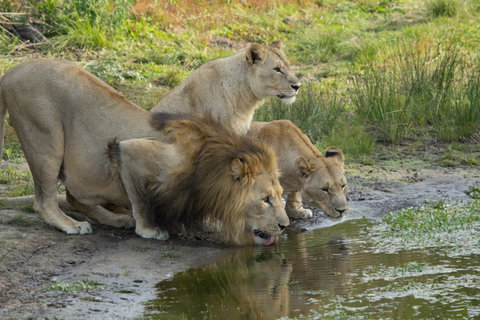 Sibuya Game Reserve