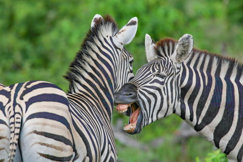 Kruger National Park