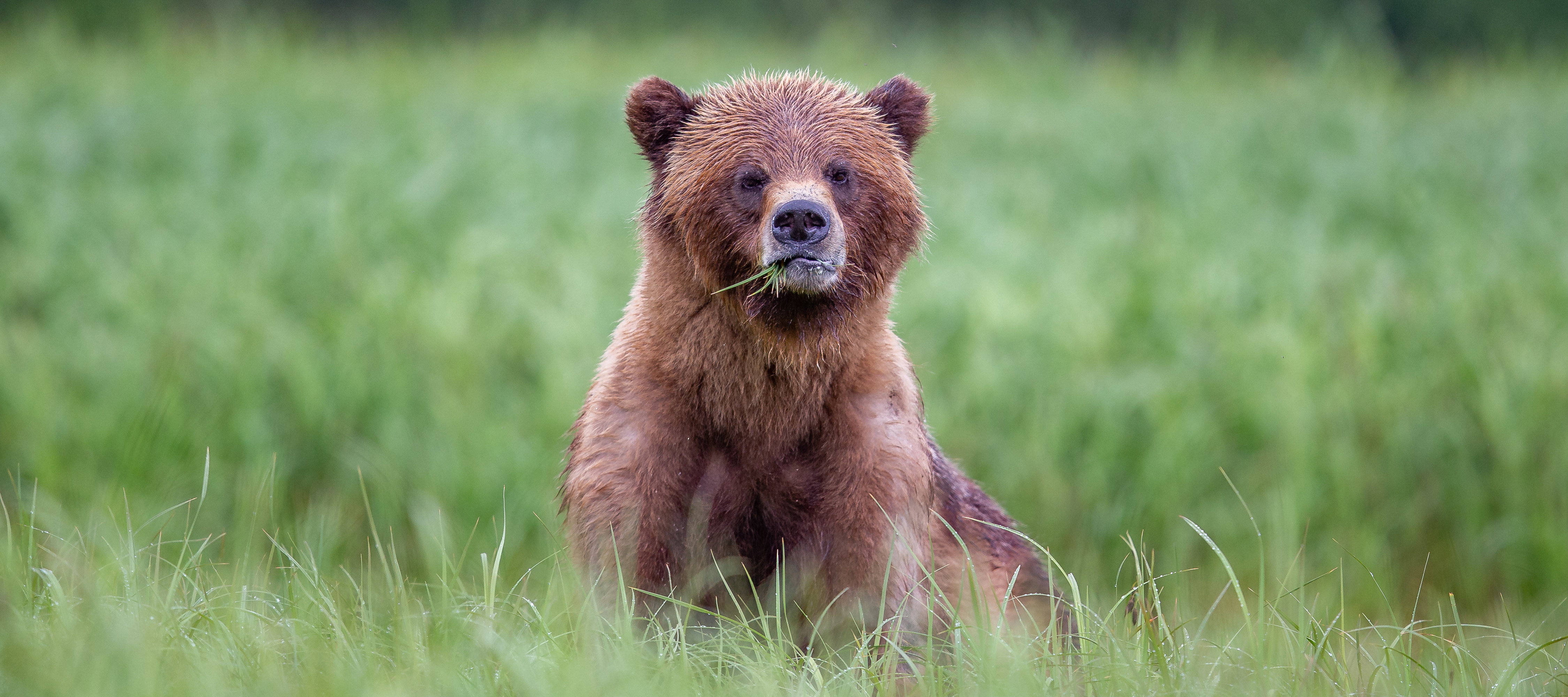 Grizzly Bear exploring the great outdoors, Canada