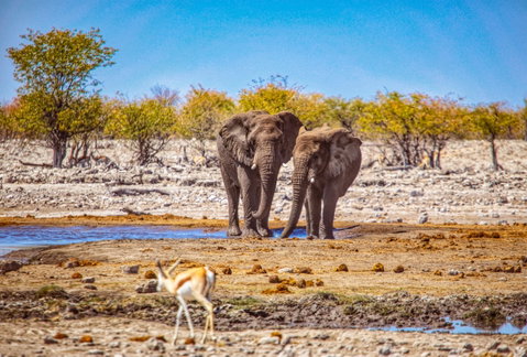Namibia Epic Safari