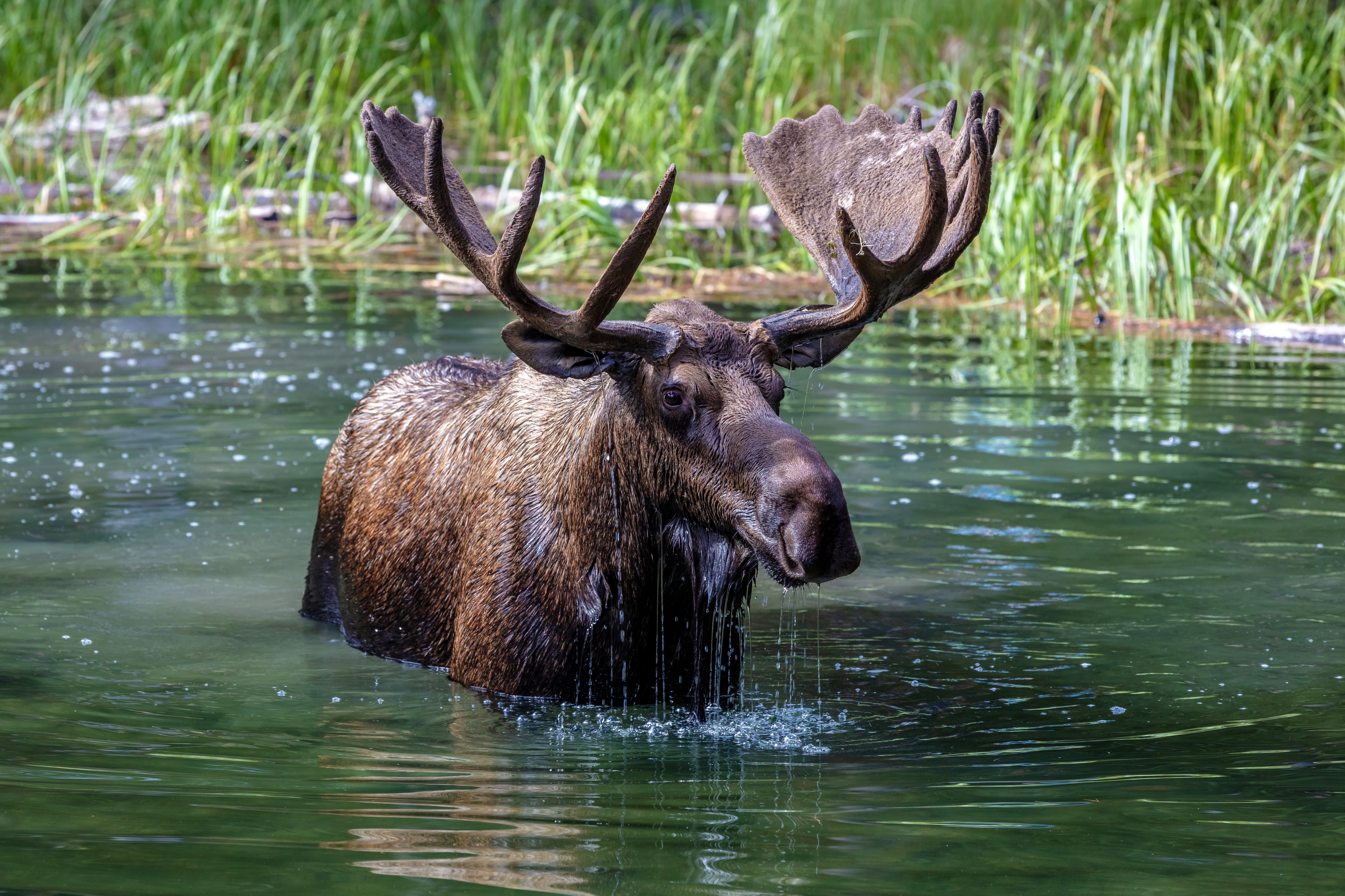 A moose in a river in Canada