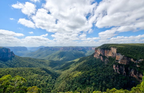 Blue Mountains Discovery Bush Walk