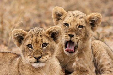 Family Triple - Dubai, South Africa and Mauritius