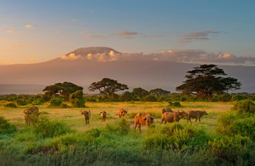A herd of buffalo on an open plain with Mount Kilimanjaro in the background, Tanzania