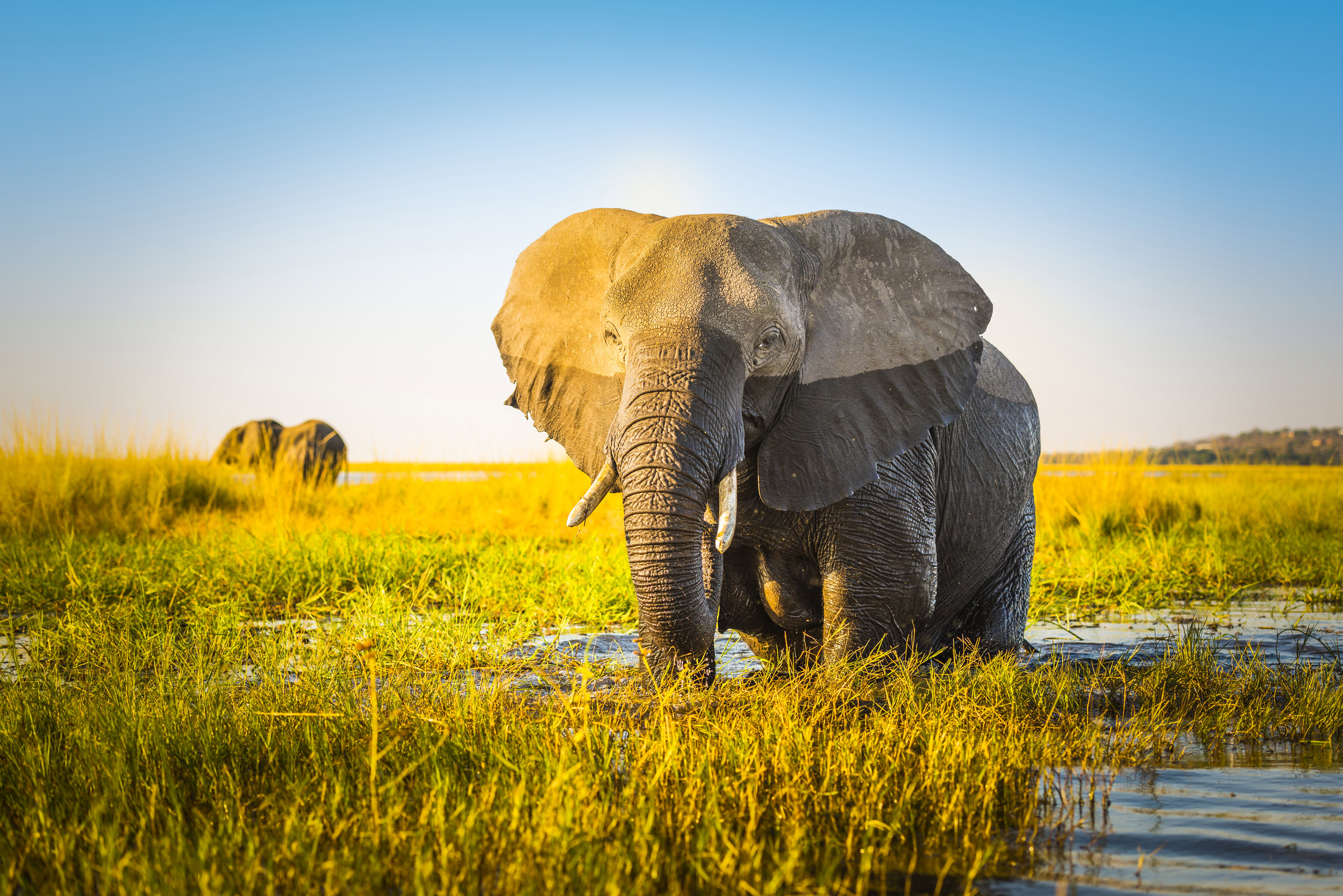 Elephant half wet in sunset light in Botswana, Africa