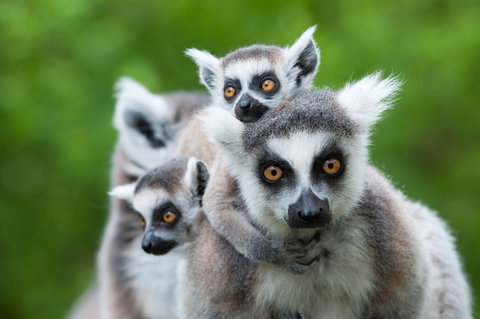 Andasibe Mantadia National Park