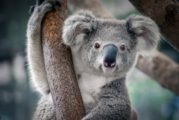 Aussie Family Adventure with Singapore Stopover