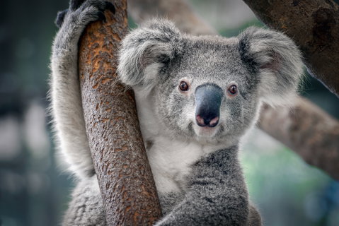 Aussie Family Adventure with Singapore Stopover