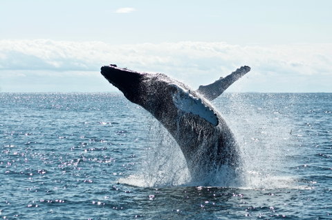 Alaska's Wilderness, Glaciers & Culture