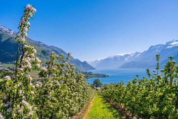 Highlights of Hardangerfjord