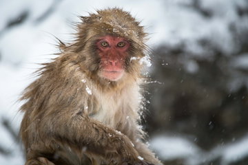 An individual snow monkey looking straight at the camera, Nagano, Japan