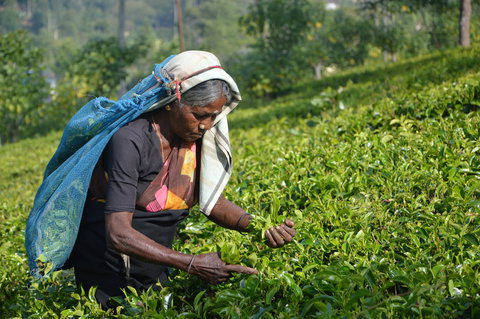 Tea Country