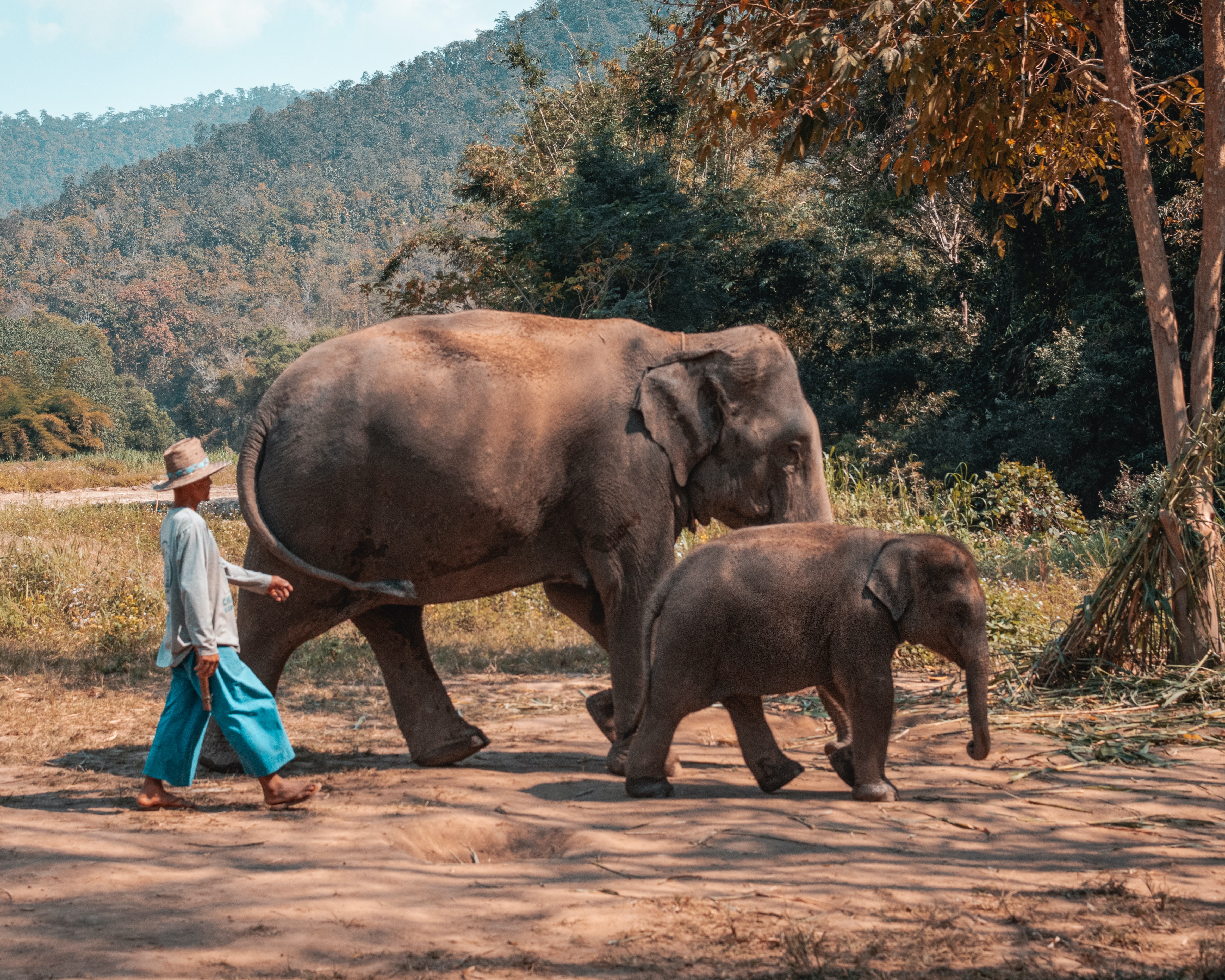 Elephants in Chiang Mai, Thailand