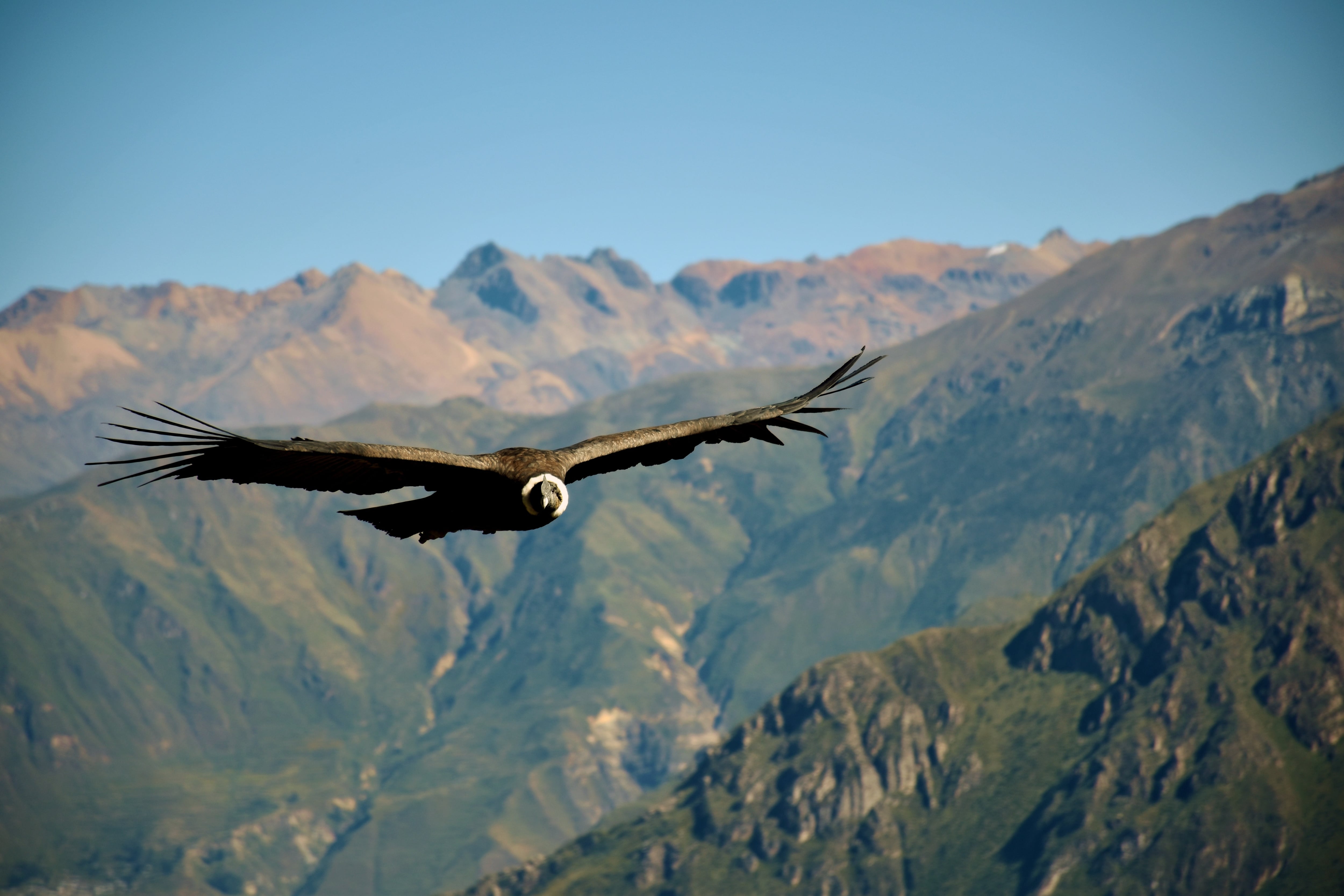 Andean Condor bird, Colca Canyon, Chivay, Peru