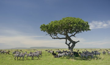 A herd of zebra grazing along the plains of Serengeti National Park, amongst an isolated rich tree, Tanzania