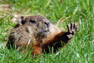 Groundhog day