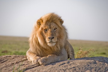 Serengeti Fly-in Safari