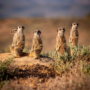 Meerkat Safari