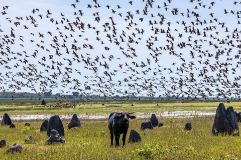 An Australian Safari