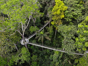 Iwokrama Forest Reserve