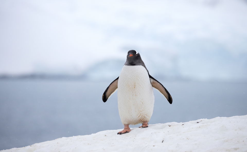 Highlights of Antarctica