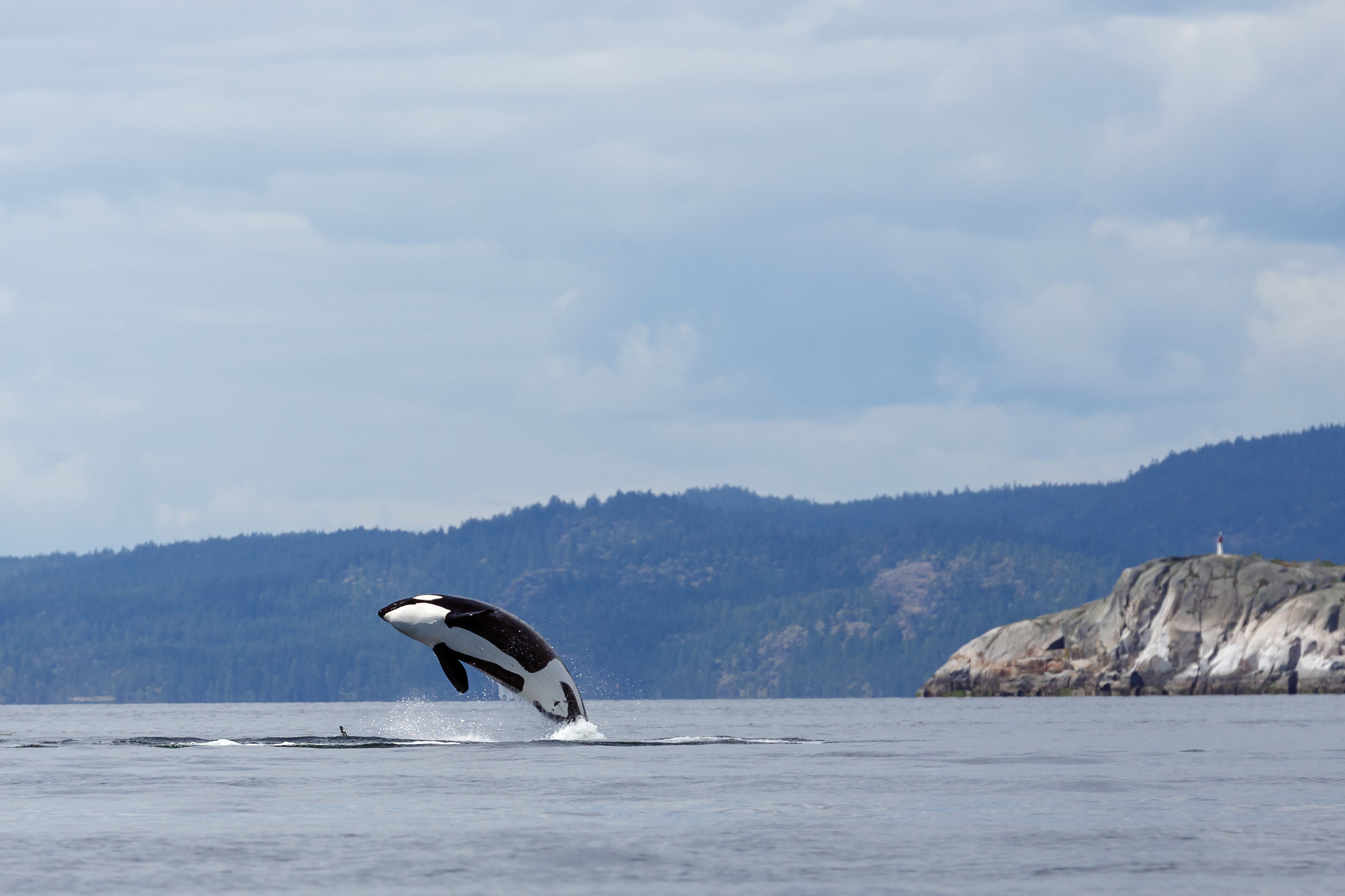 Jumping Orca Whale, Vancouver, Canada