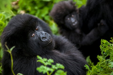 Gorillas & Chimps of Rwanda