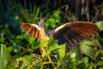 Guyana in Depth