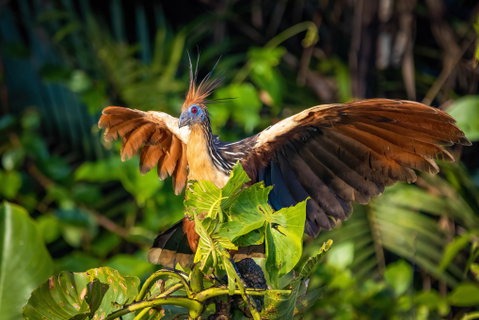 Guyana in Depth