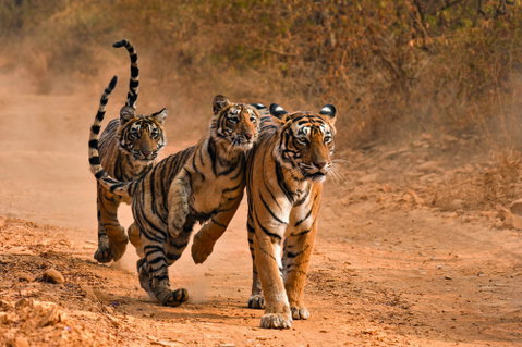 Ranthambore National Park