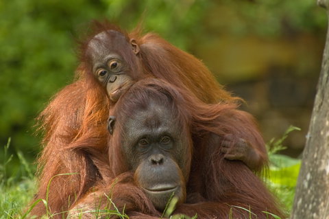 Sumatra