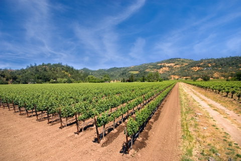 Wine Country by Coach