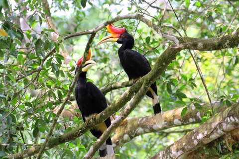 Tabin Wildlife Reserve, Sabah