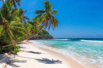 Sunny Beach With Palm Trees And Turquoise Sea In Jamaica
