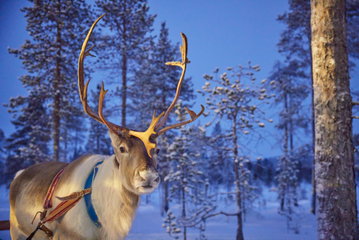Santa's Magic Lapland Break