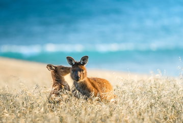 3 Night Kangaroo Island Encompassed